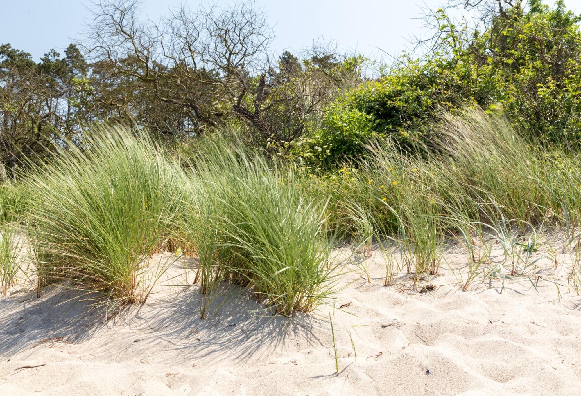 Villa Schmidt - Strandhaus Direkt Am Meer Mit Sauna, Sport Und Duenengarten II روستوك المظهر الخارجي الصورة